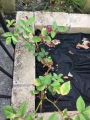 Help for new rose!