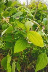 How can I make this discovered lilac tree bloom - if it is a lilac?