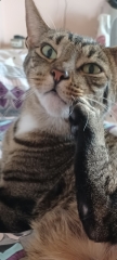 Cat lumpy lip