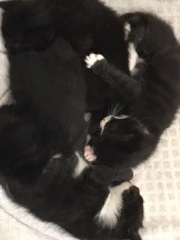 Kittens 4.5 weeks, rarely eating their wet food 