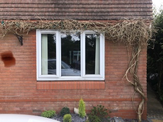 Clematis: dead, isn't it?