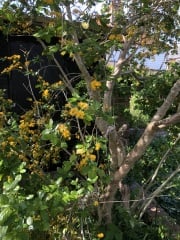 Plant ID help pls