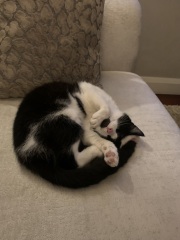 Itchy cat
