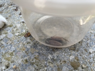 Found this on the lawn - would AIBU to move away, very far away! Picture of bug attached for anyone who isn’t a fan!