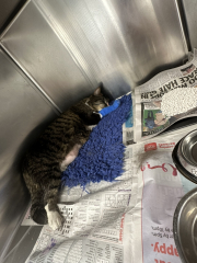 Missing Cat