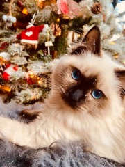 What are rag doll cats like? 