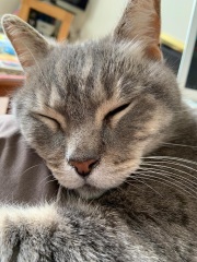 Apple air tags on cats.