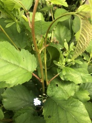 Plant ID. Japanese Knotweed?