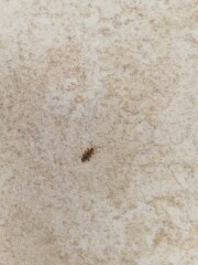 Bug identification please