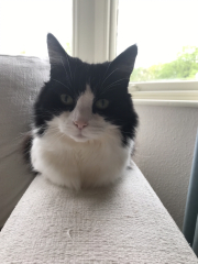 Let's have a happy thread. Show me your kitties.