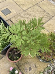 Identify this please! 