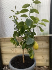 What have you done in the garden today?