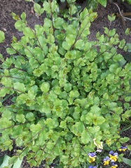 Another plant ID one
