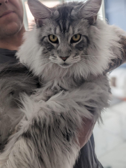 What are rag doll cats like? 