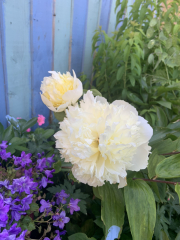 Have your peonies sprouted yet?