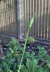 Plant ID please?