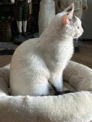 Meet Pete