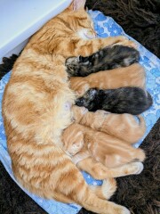 Names for ginger kittens - and more!