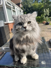 Let's have a happy thread. Show me your kitties.
