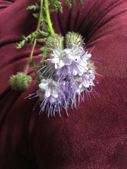 Wildflower identification