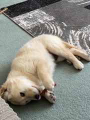 New puppy! 