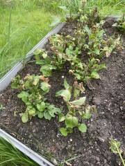 Potatoes!