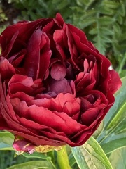Have your peonies sprouted yet?