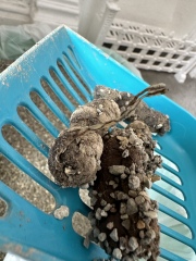 TW: Cat Poo Pic. Is this some kind of parasite?