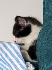 New kitten! 