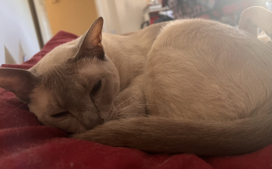 Let's have a happy thread. Show me your kitties.