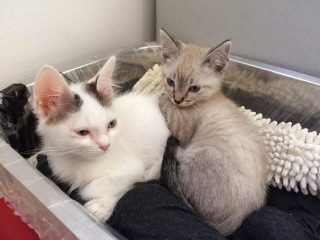 Let's have a happy thread. Show me your kitties.