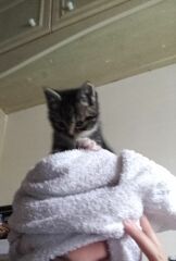 How old do you think my kitten is?