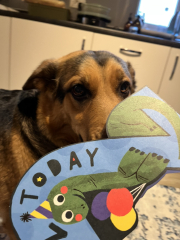 What is your dog's life story?
