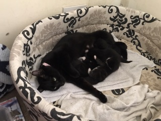 Kittens 4.5 weeks, rarely eating their wet food 