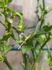  Chili as perennials