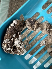 TW: Cat Poo Pic. Is this some kind of parasite?