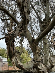 Is my eucalyptus tree dead? (Pic included)
