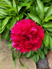 Have your peonies sprouted yet?