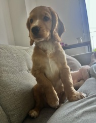 Cockapoo F1 no poo
