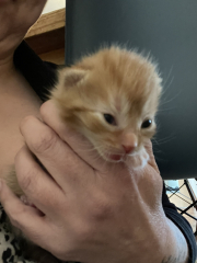 New lovely kitten white and fluffy!