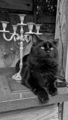Let's have a happy thread. Show me your kitties.