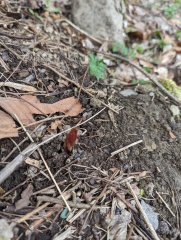 Would anyone like to ID some plants for me? 
