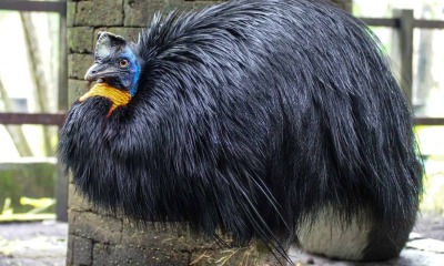 Emu and the case of pre-interwebs mistaken identity.