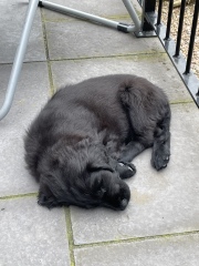 Puppy survival thread part 2
