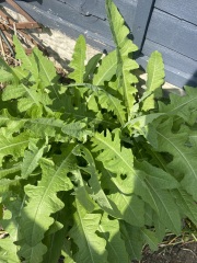 Plant ID - what's this?