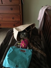 Show me your cats hiding places 