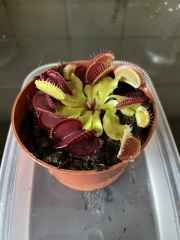 Inherited a Venus Flytrap. Help!