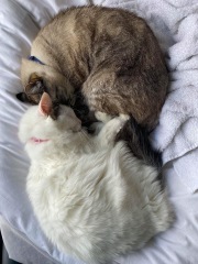 Let's have a happy thread. Show me your kitties.