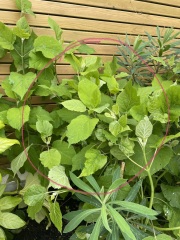Complete Dunce - Weeds or Plants?
