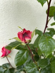 Roses- where did I go wrong?